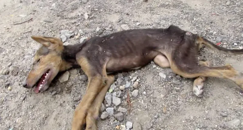 Cette jeune chienne était incapable de tenir debout… mais à la fin de cette vidéo, elle est totalement méconnaissable.