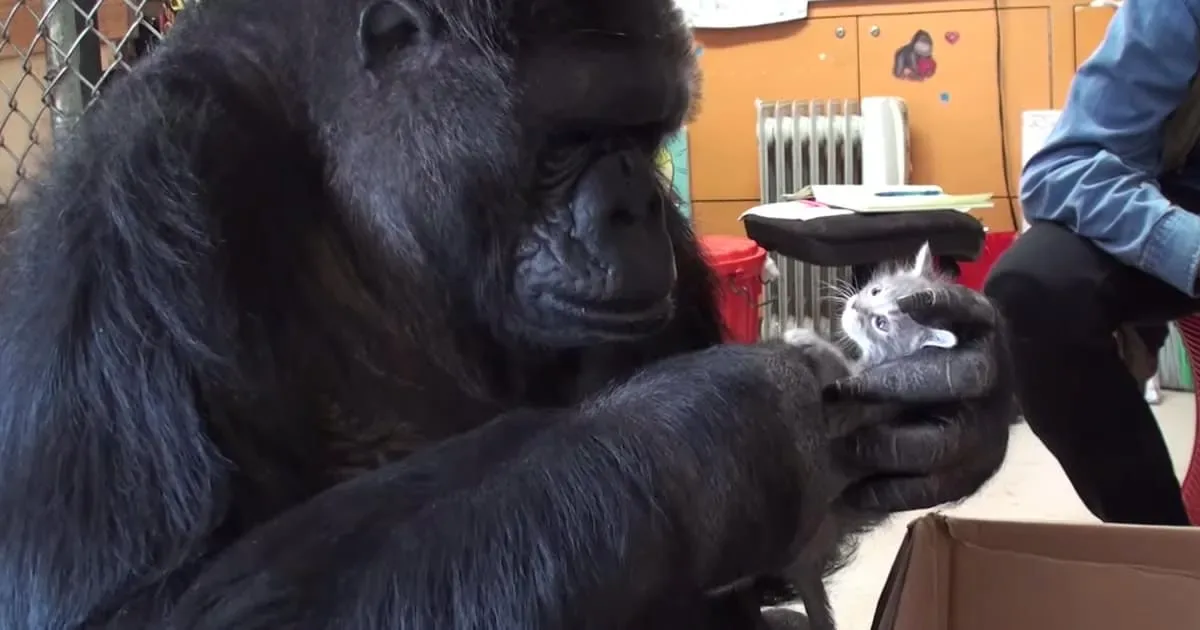Koko, la femelle gorille qui n’a jamais pu avoir de petits, adopte 2 chatons