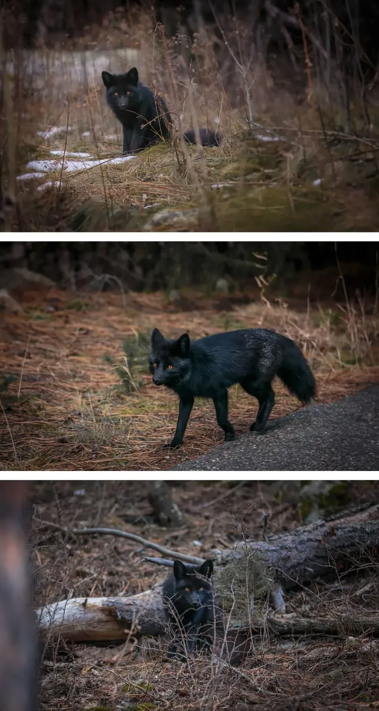 La_Beauté_Des_Renards_Noirs-02