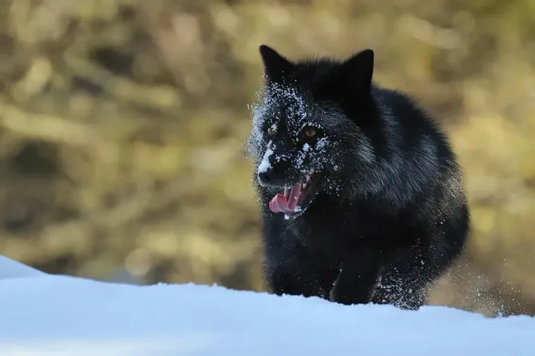 La_Beauté_Des_Renards_Noirs-03