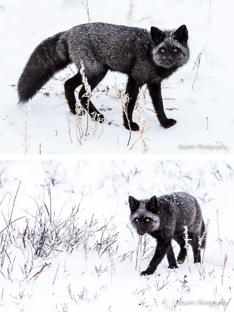 La_Beauté_Des_Renards_Noirs-07