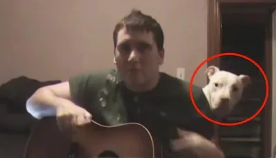 La caméra de cet homme a capturé la veritable nature des Pitbulls… Vous devez voir ça.
