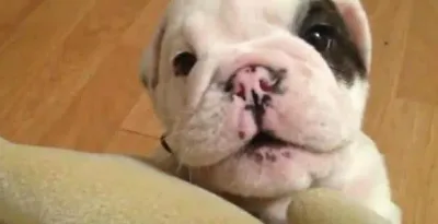 La moue boudeuse de ce petit chiot est la chose la plus adorable au monde !