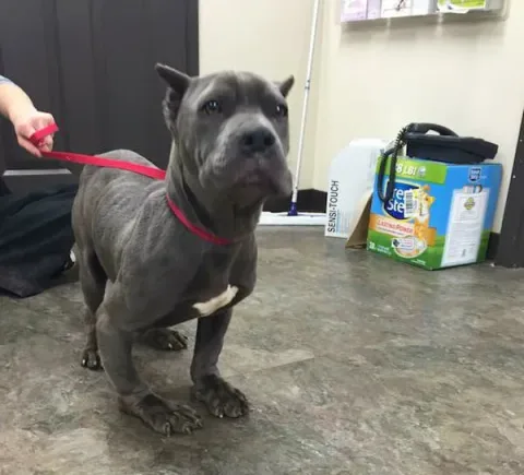 Photo credit: Second Chance Rescue NYC Dogs
