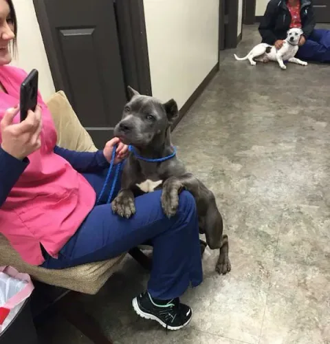 Photo credit: Second Chance Rescue NYC Dogs