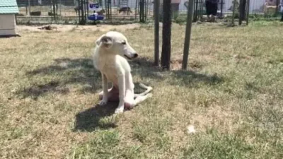 Ils ne s’attendaient pas à croiser ce chien. Mais ce qui s’est passé ensuite… Wow !