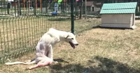 He'Art of Rescue