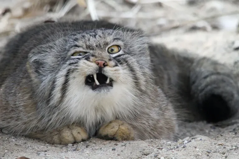 316