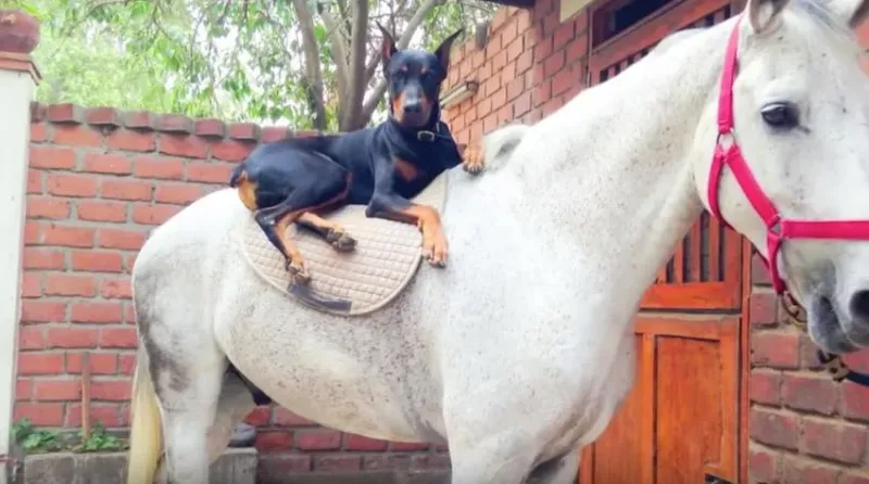 On surnomme ce dobermann le « chien qui murmure à l’oreille des chevaux » ; attendez donc de découvrir pourquoi…