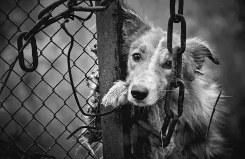 010416-fbi-to-start-tracking-animal-abuse-2016