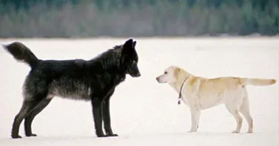 Il Regardait, impuissant, un loup sauvage s’approcher de son chien. Et là, quelque chose d’incroyable est arrivé.