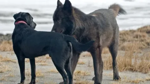 Le loup le chien 04