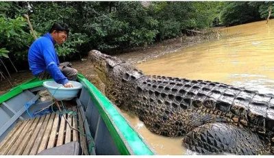 Le pêcheur noue un lien émouvant avec un crocodile de 4 mètres