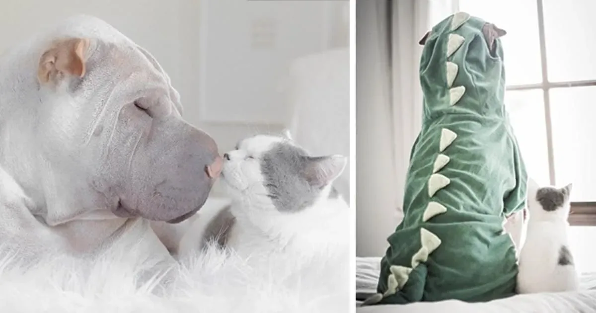 Le sharpei le plus photogénique du monde vous présente son meilleur ami félin.