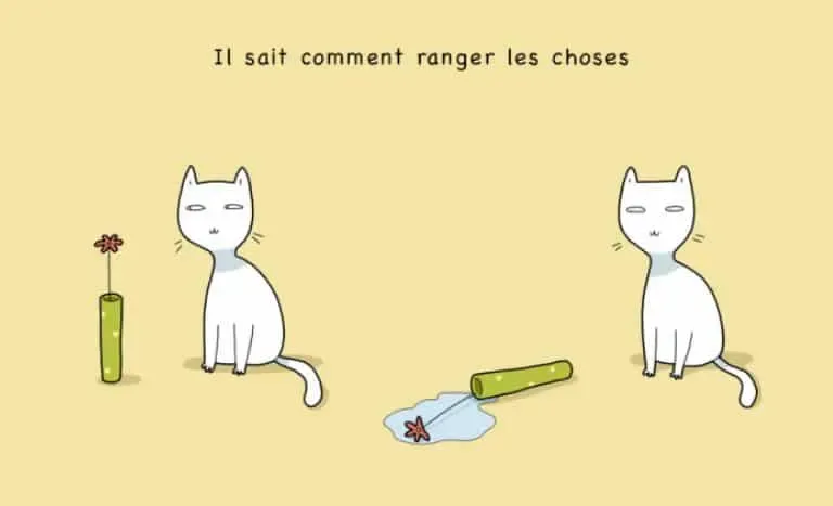 10 avantages davoir un chat 02