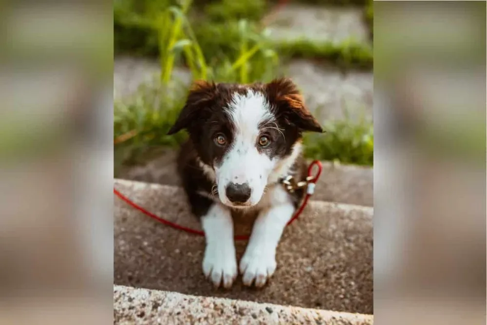 Les 30 races de chiens les plus mignonnes