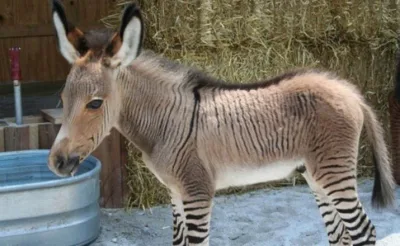Les animaux hybrides les plus extraordinaires !