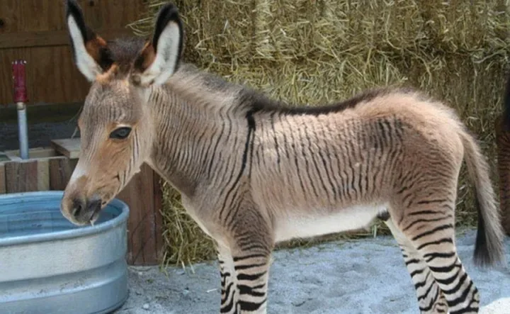 Les animaux hybrides les plus 01