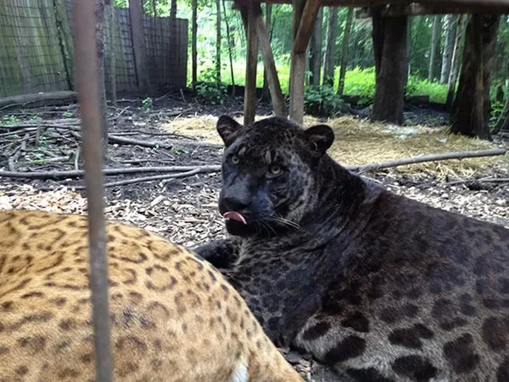 Les animaux hybrides les plus 14
