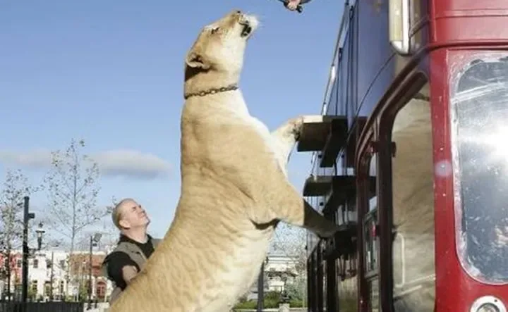Les animaux hybrides les plus 15