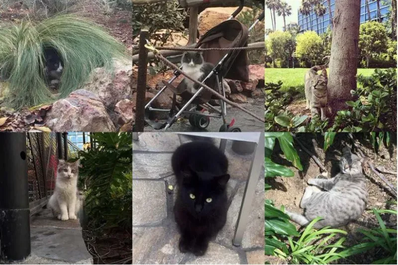Les Chats Secrets De Disneyland