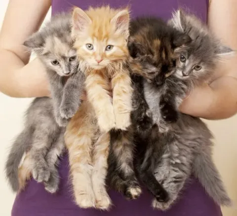 Les_chats_secrets_de_Disneyland-12