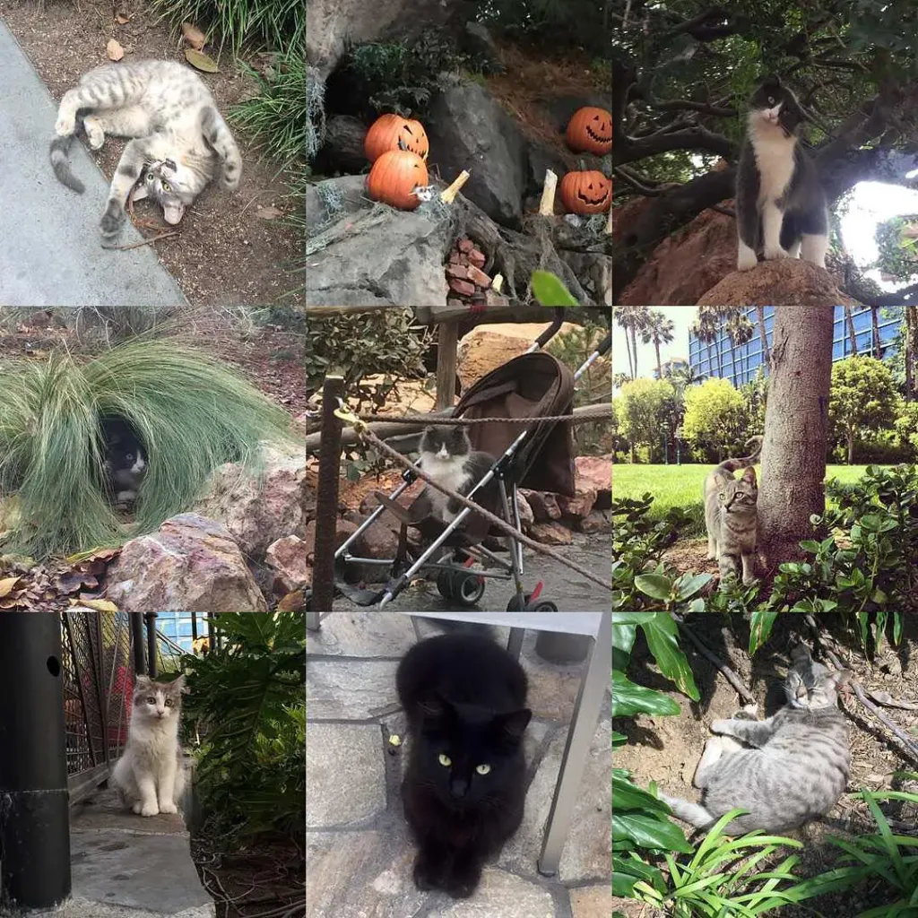 Les_chats_secrets_de_Disneyland-03