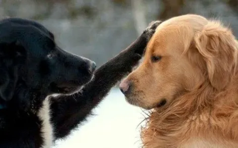 122115-dogs-give-treat-to-friends-1