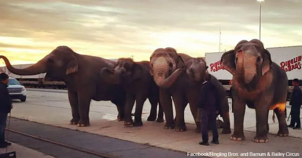Les_Éléphants_de_Cirque_Commencent-f