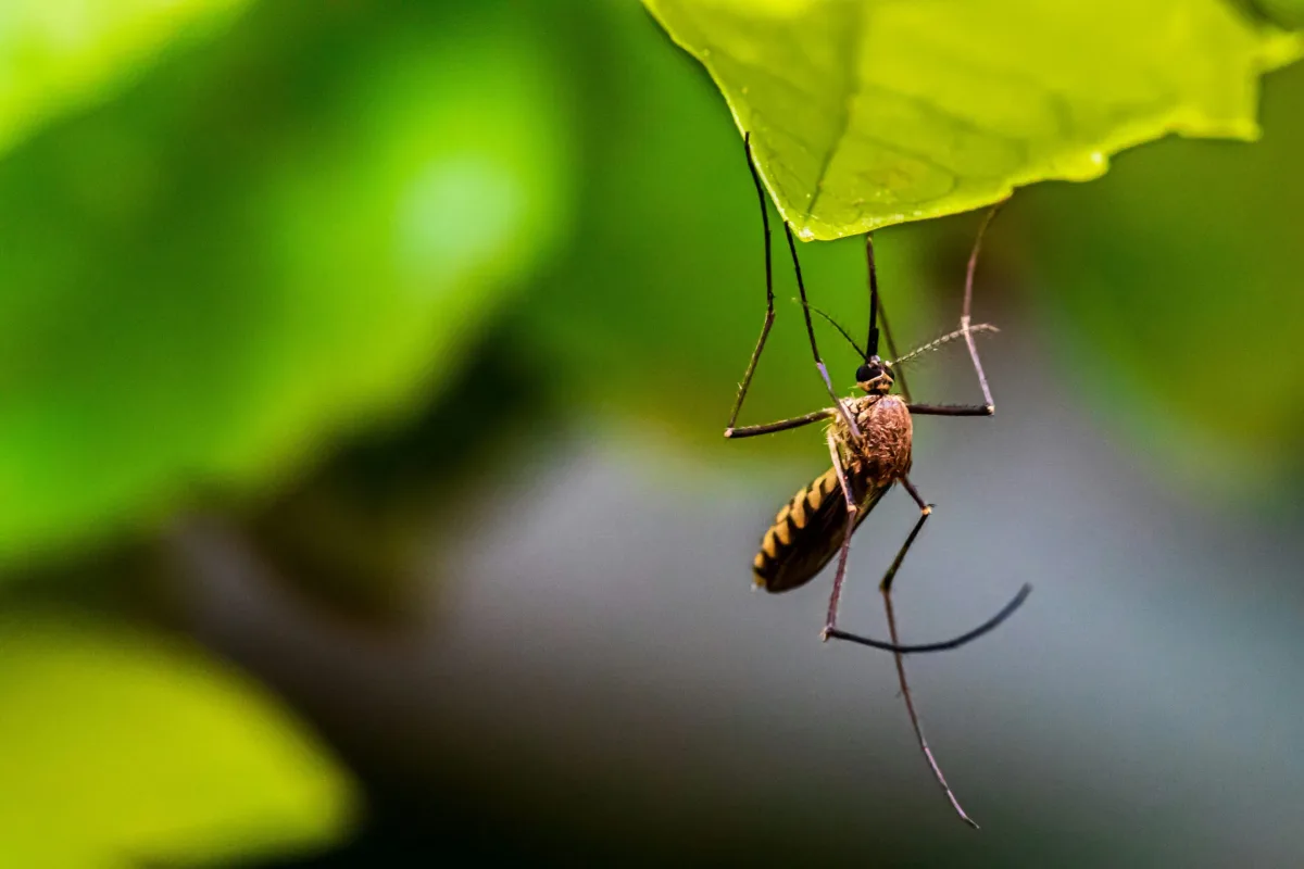 Les moustiques ne disparaissent pas vraiment en automne : voici comment les priver de terrain pour l’an prochain