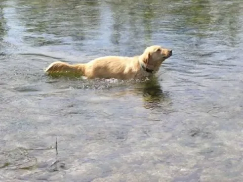 Alfie12
