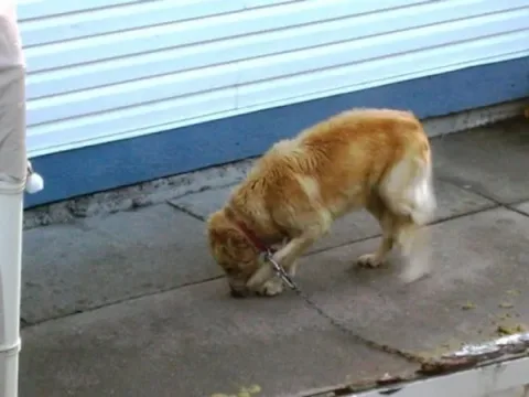 Alfie4