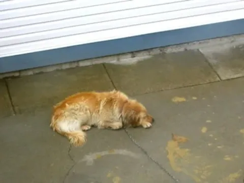 Alfie5