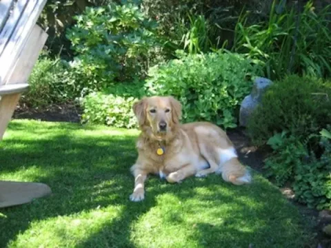 Alfie8