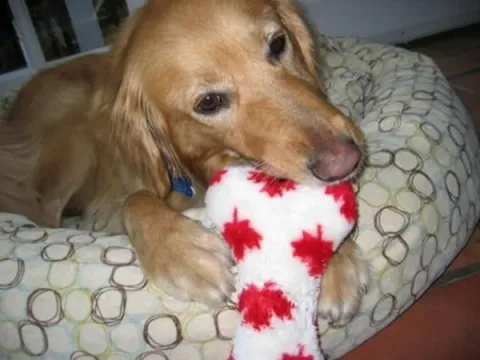 Alfie9