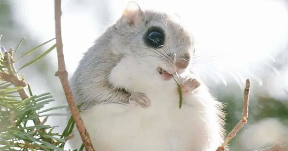 L’île d’Hokkaido, au Japon, est la demeure de 7 animaux adorables et extraordinaires.