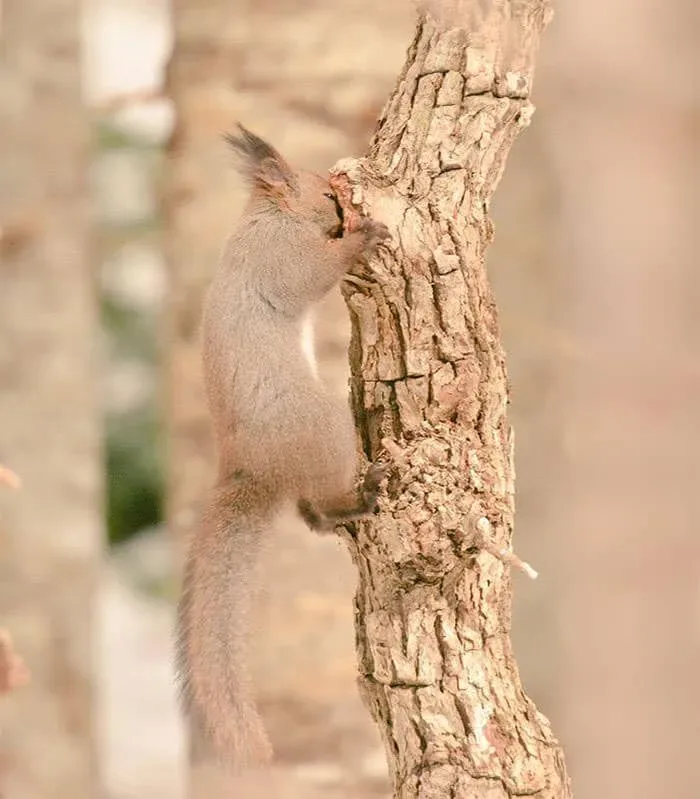 Animaux hokkaido 16