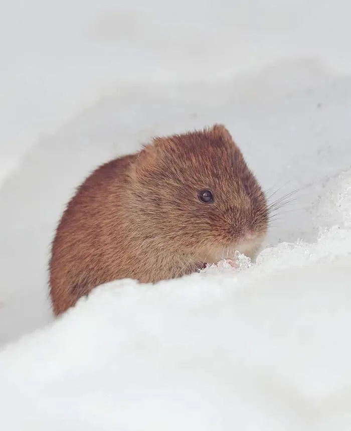 Animaux hokkaido 17