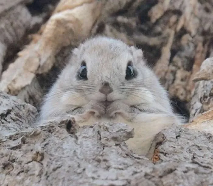 Animaux hokkaido 6