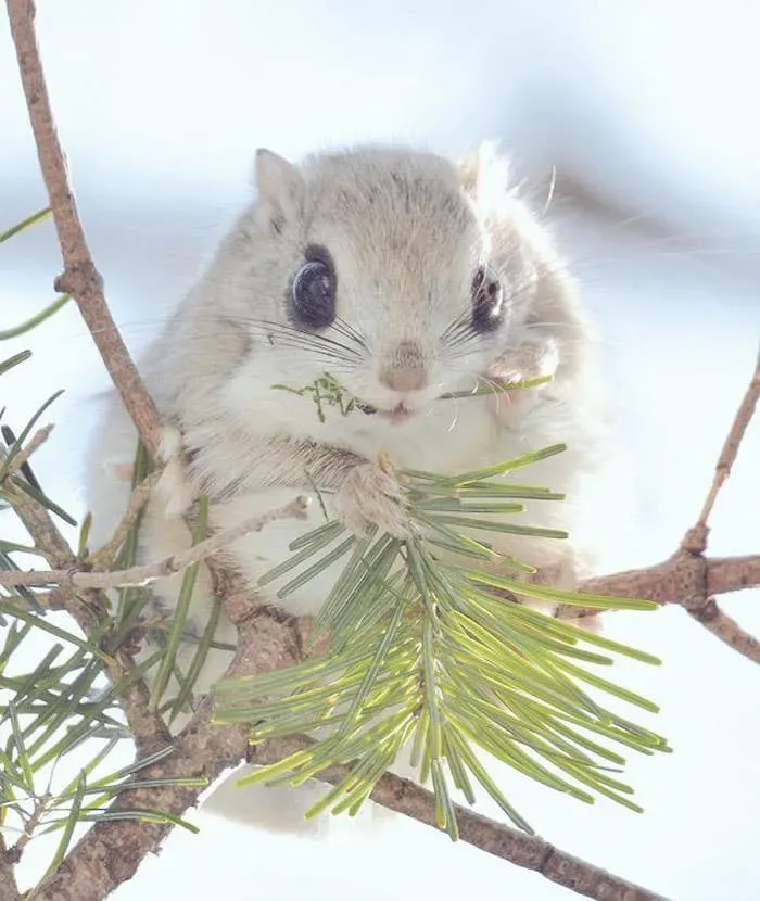 Animaux hokkaido 9