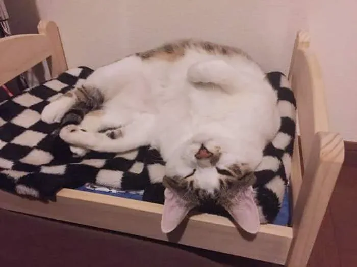 Lit ikea pour chat 13