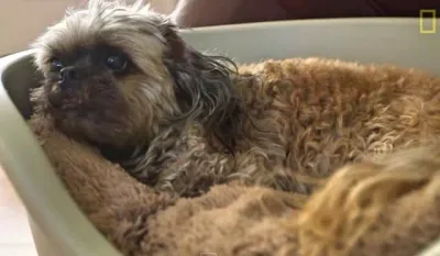 Une femme lance une maison de retraite pour chiens seniors non désirés – Vous devez voir ça
