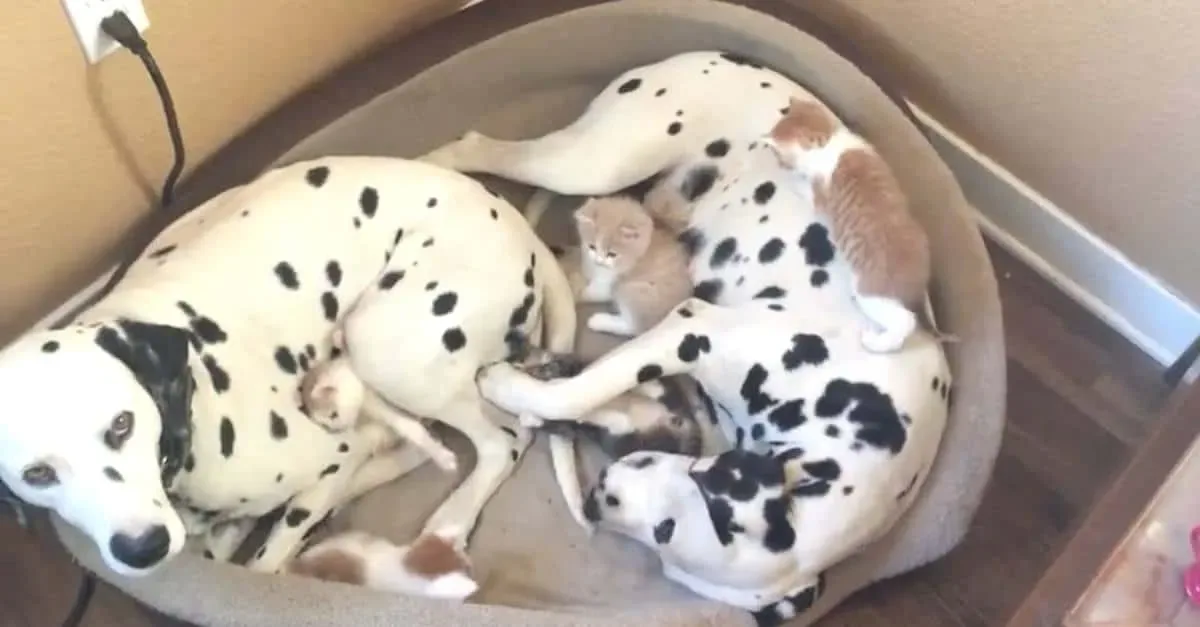 Maman et papa viennent de sauver 5 petits anges. Mais quand la caméra fait un zoom? Je ne peux pas arrêter de SOURIRE!