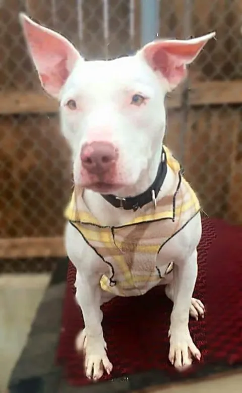 Unleashed Pet Rescue and Adoption