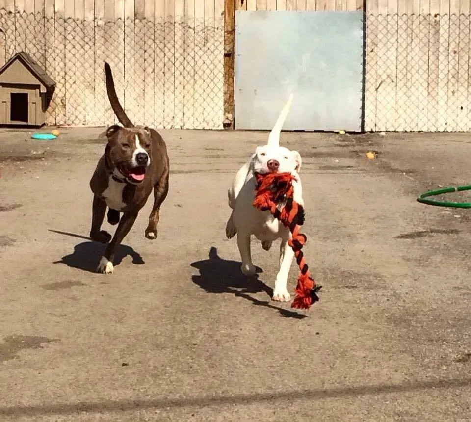 Unleashed Pet Rescue and Adoption