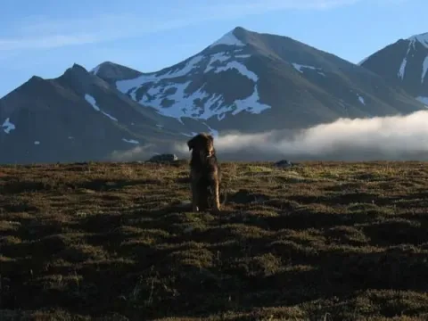 625
