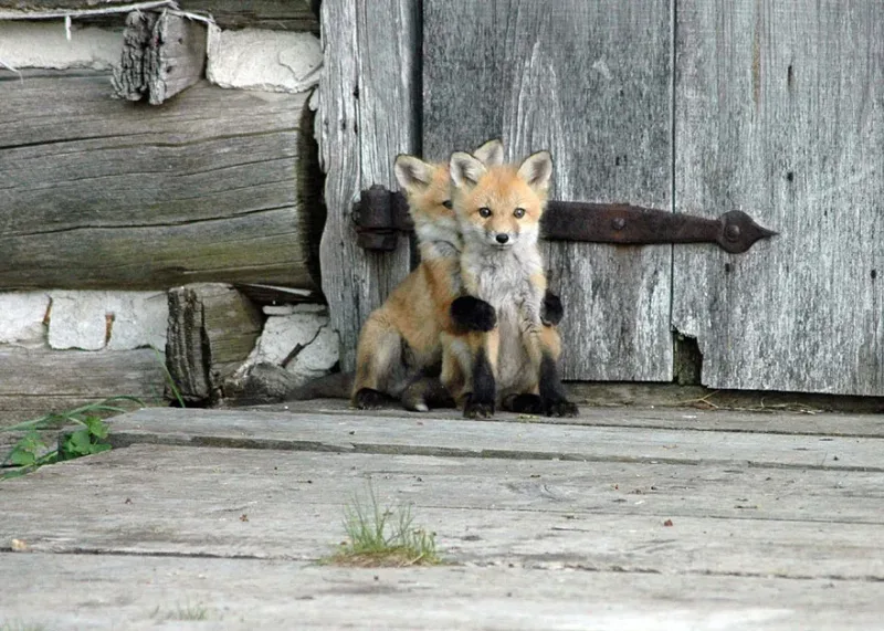 22 Photos de Renard qui Vont Vous Faire Craquer.