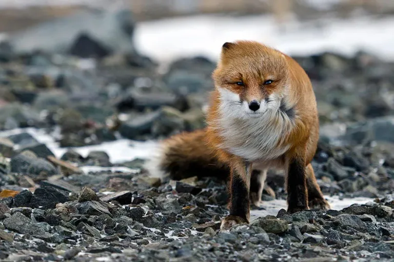 Fox8