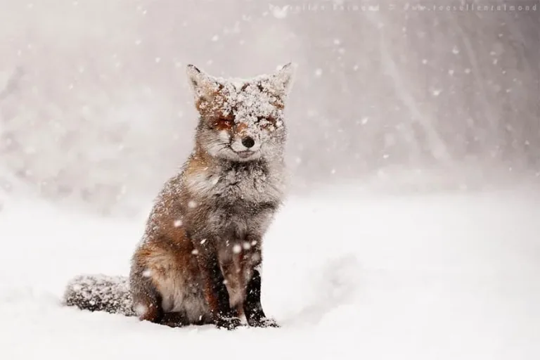 Fox1