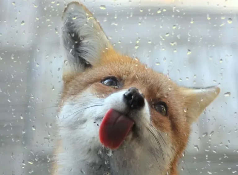 Fox18